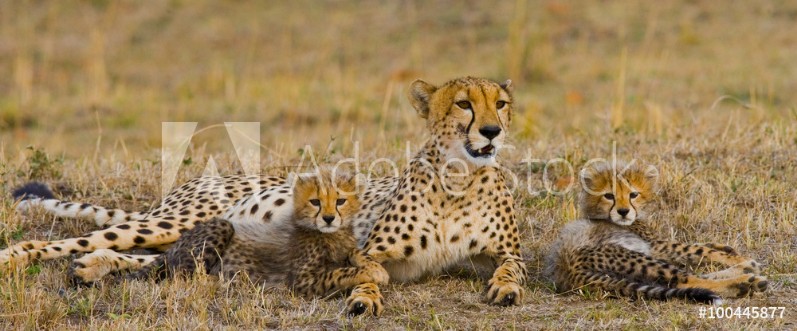 Picture of Mother cheetah and her cubs in the savannah Kenya Tanzania Africa National Park Serengeti Maasai Mara An excellent illustration